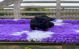 Miniature Dachshund dogs for sale: Beautiful mini daxi puppies pra clear READY NOW - Image 12