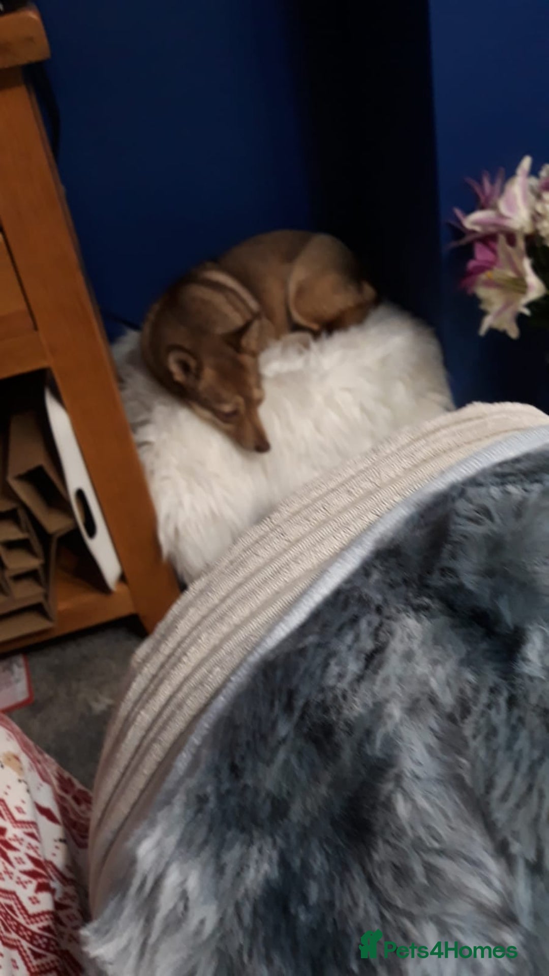 Mixed Breed dogs for adoption: FOXY - a Lovely, shy girl, for a very Loving Home - Advert 2