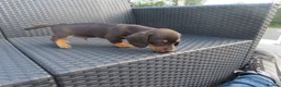 Miniature Dachshund dogs for sale: 4 boy’s beautiful miniature dachshund puppies  - Advert 3
