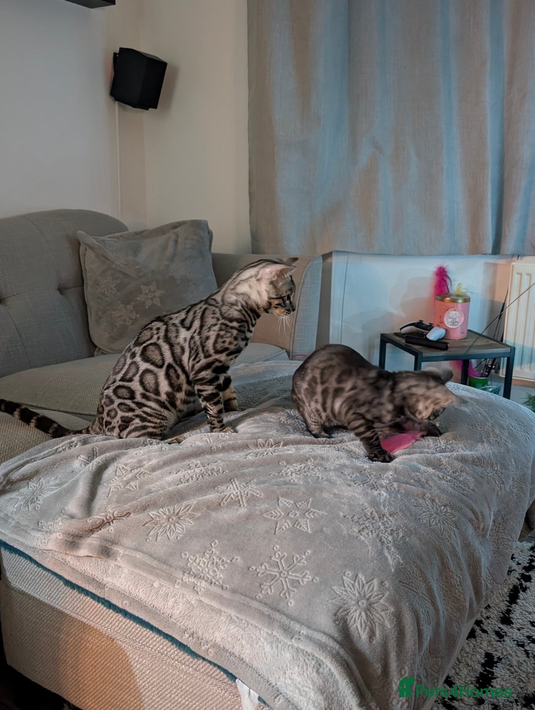 Bengal cats for sale: 2x Silver bengal for sale - male - Advert 11