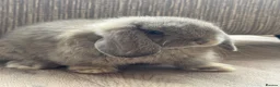 Mini Lop rabbits for sale: Mini Lop babies  - Advert 7