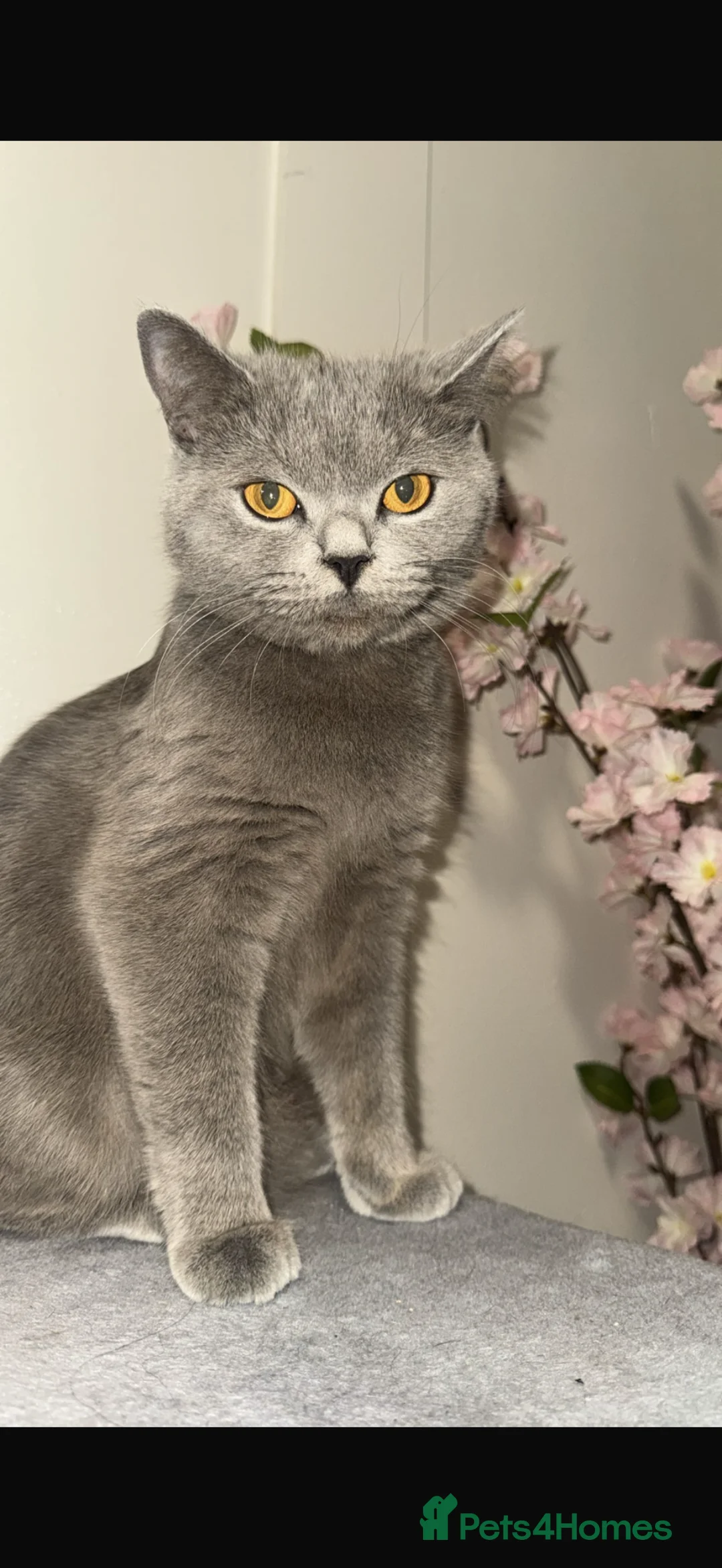 British Shorthair cats for sale: British blue shorthair - Advert 3