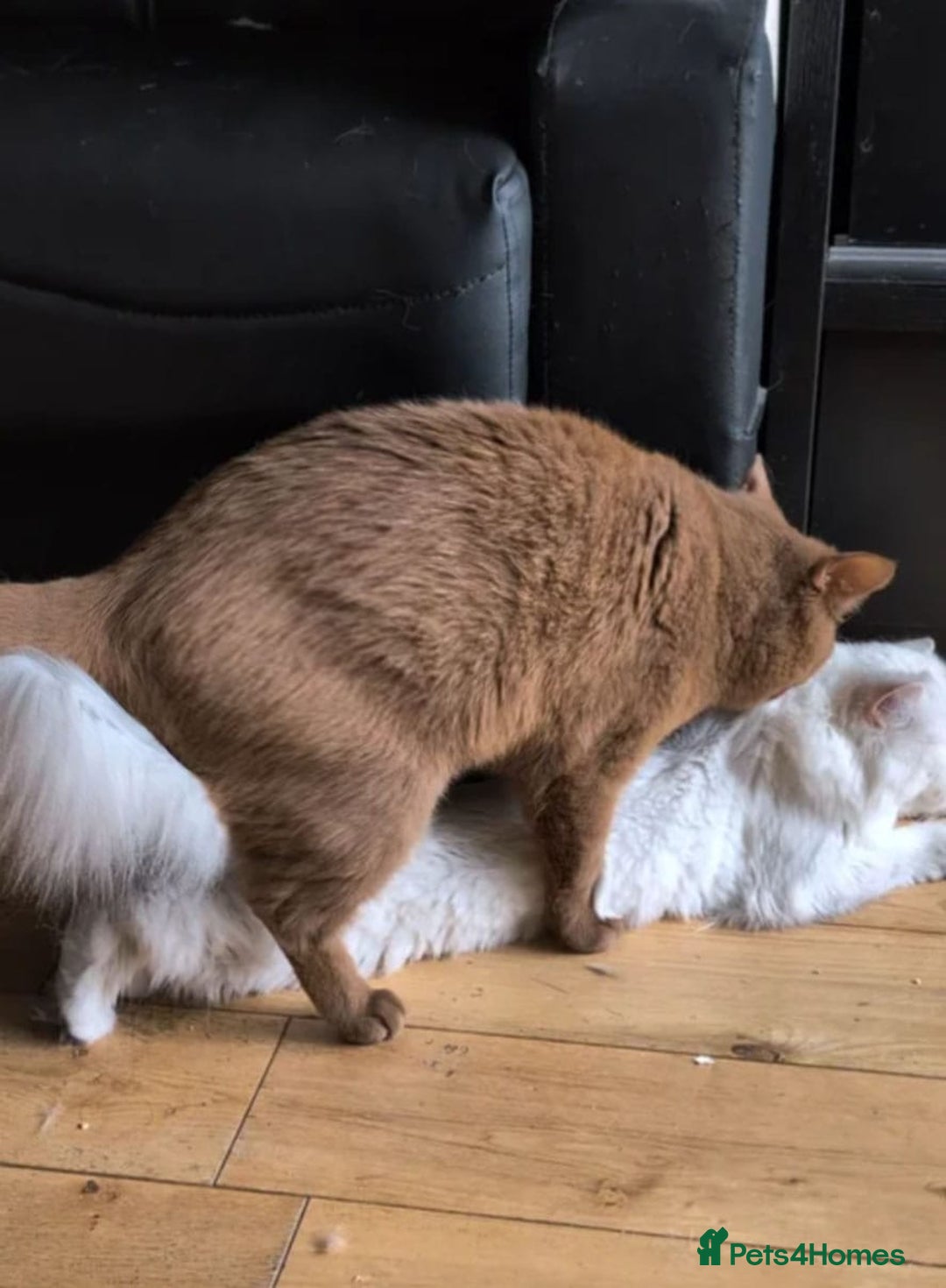 British Shorthair cats for sale: 🏆GCCF / TICA Active –🏅 PROVEN  - Advert 10