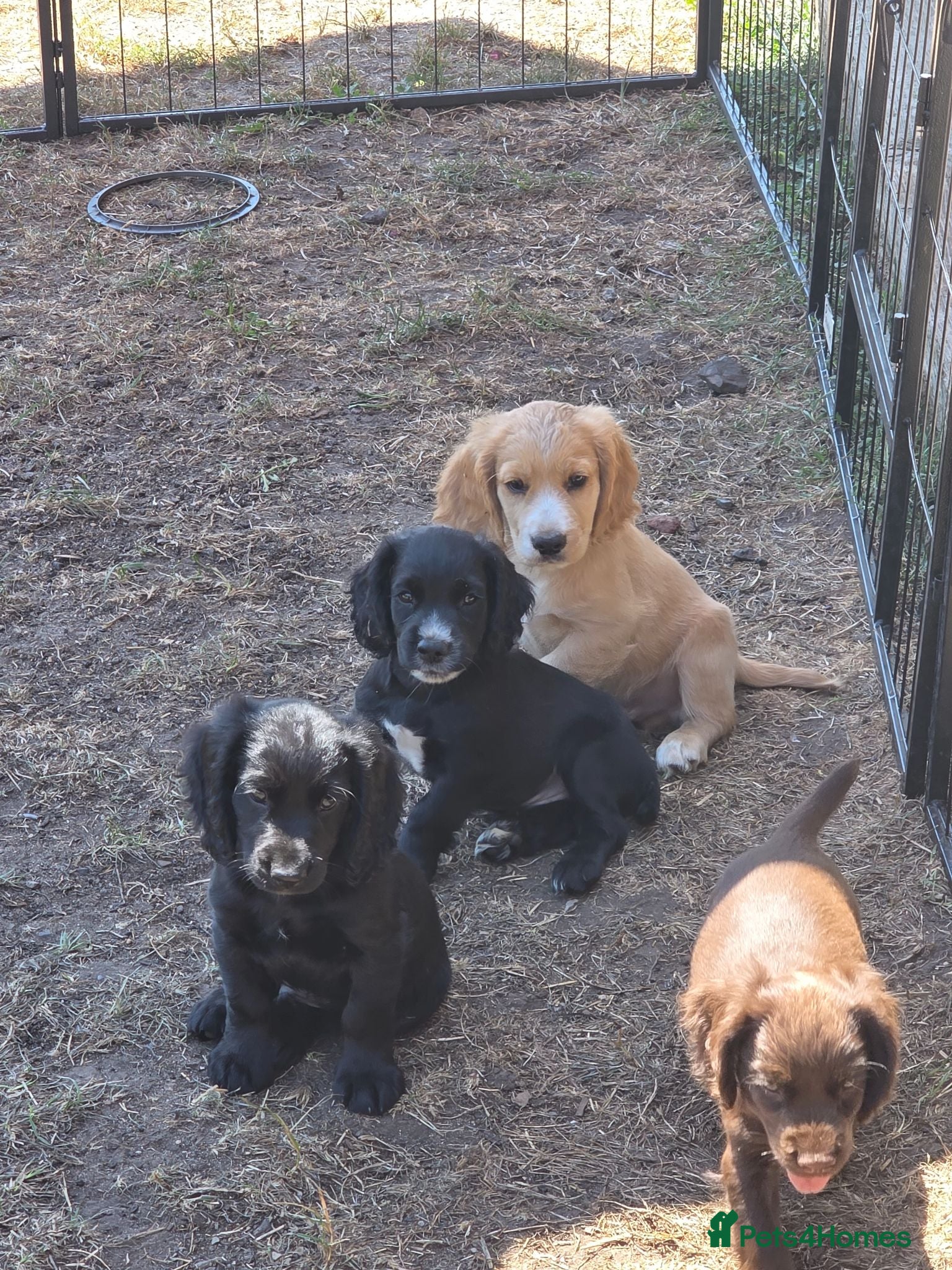Cocker Spaniel dogs KC Cocker spaniel puppies - Advert 2