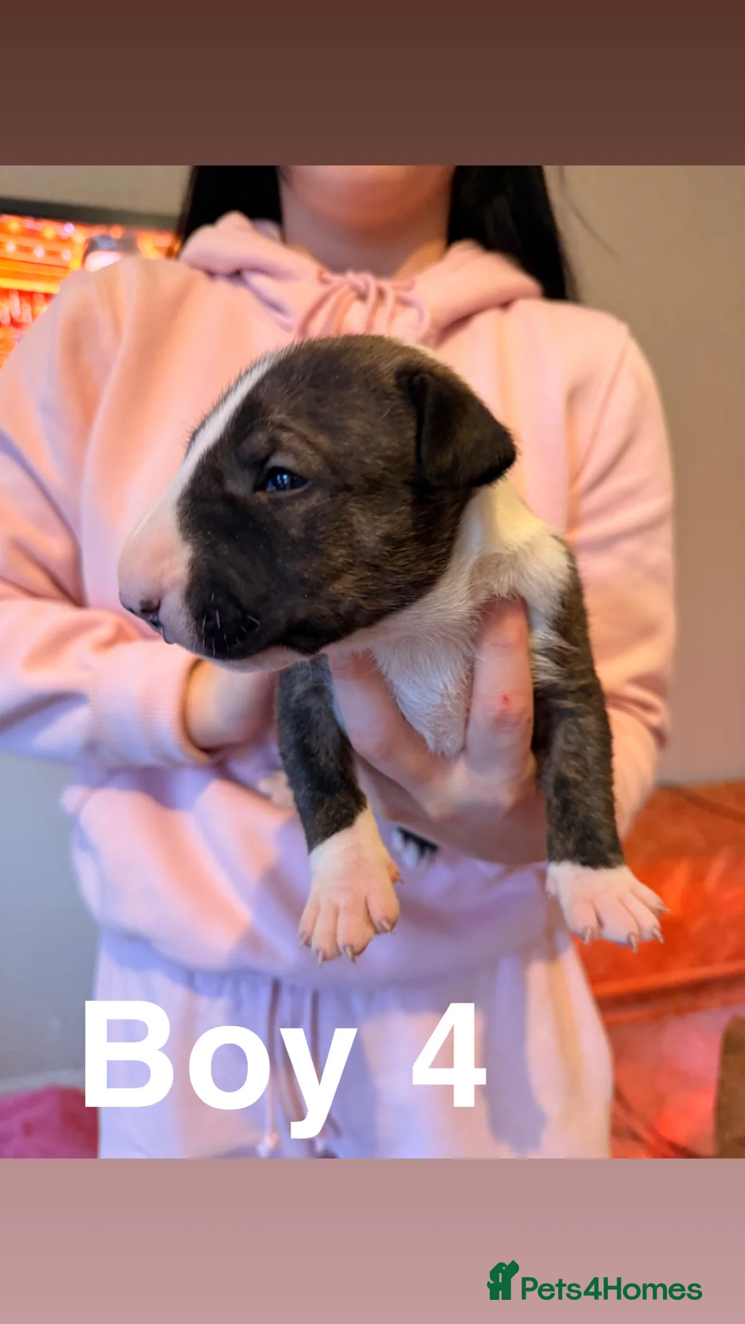 English Bull Terrier dogs for sale: KC registered English Bull Terrier Puppies - Advert 15