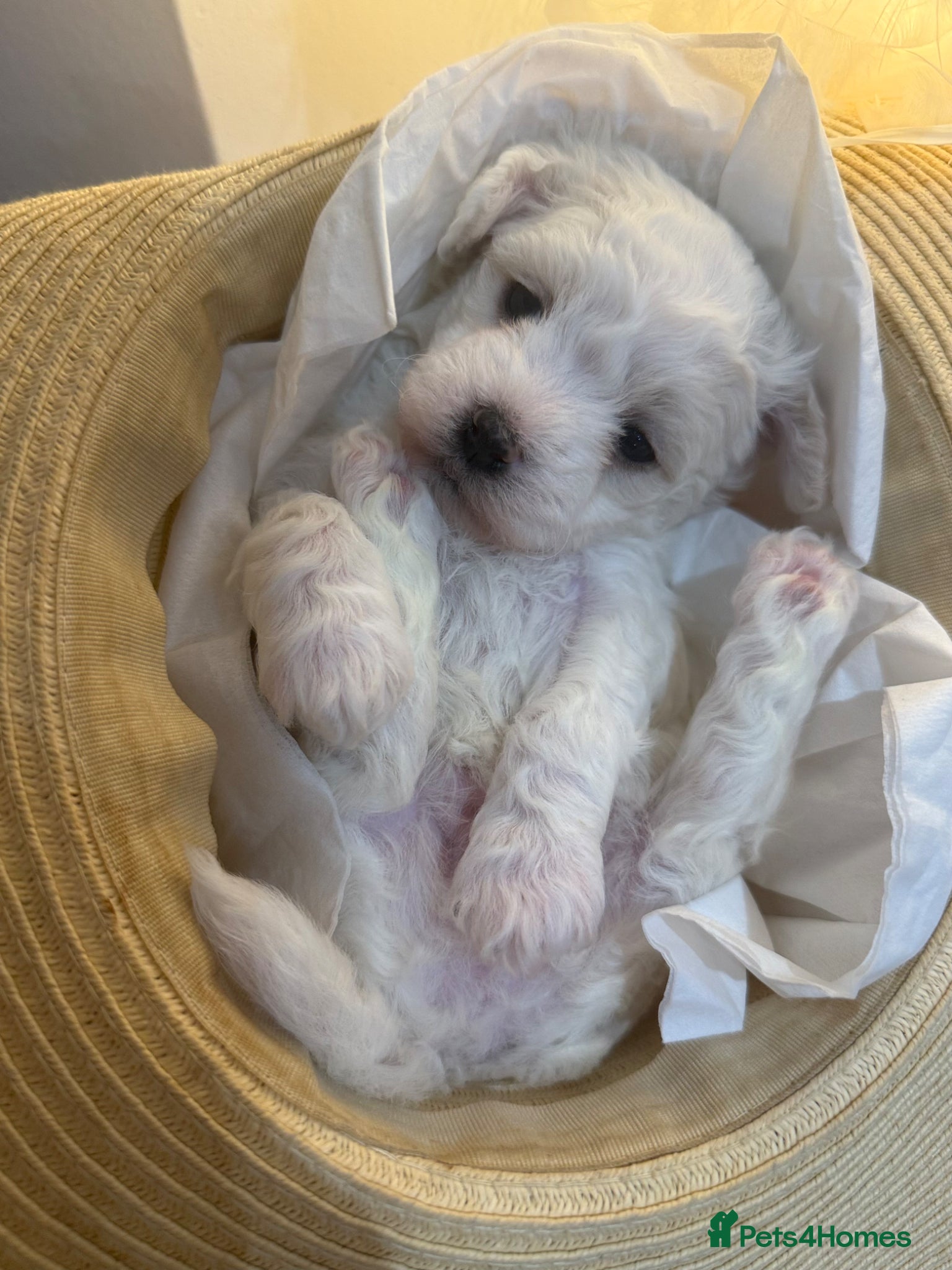 Bichon Frise dogs Bichon Puppies for sale - Advert 2