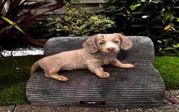 Miniature Dachshund dogs for sale: 💗 READY TO LEAVE - K.C MINIATURE DACHSHUND 💗 - Image 34
