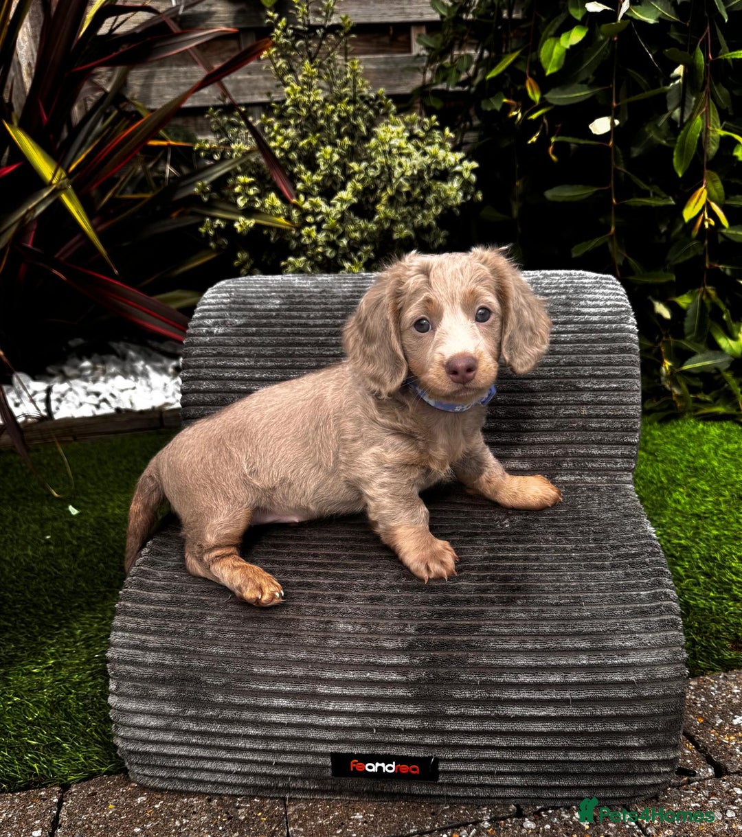 Miniature Dachshund dogs for sale: 💗 READY TO LEAVE - K.C MINIATURE DACHSHUND 💗 - Image 34