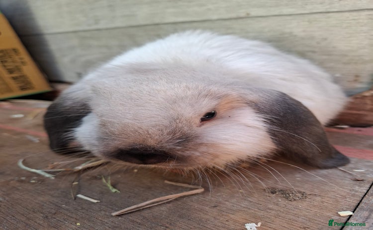 Mini Lop rabbits - Advert 3