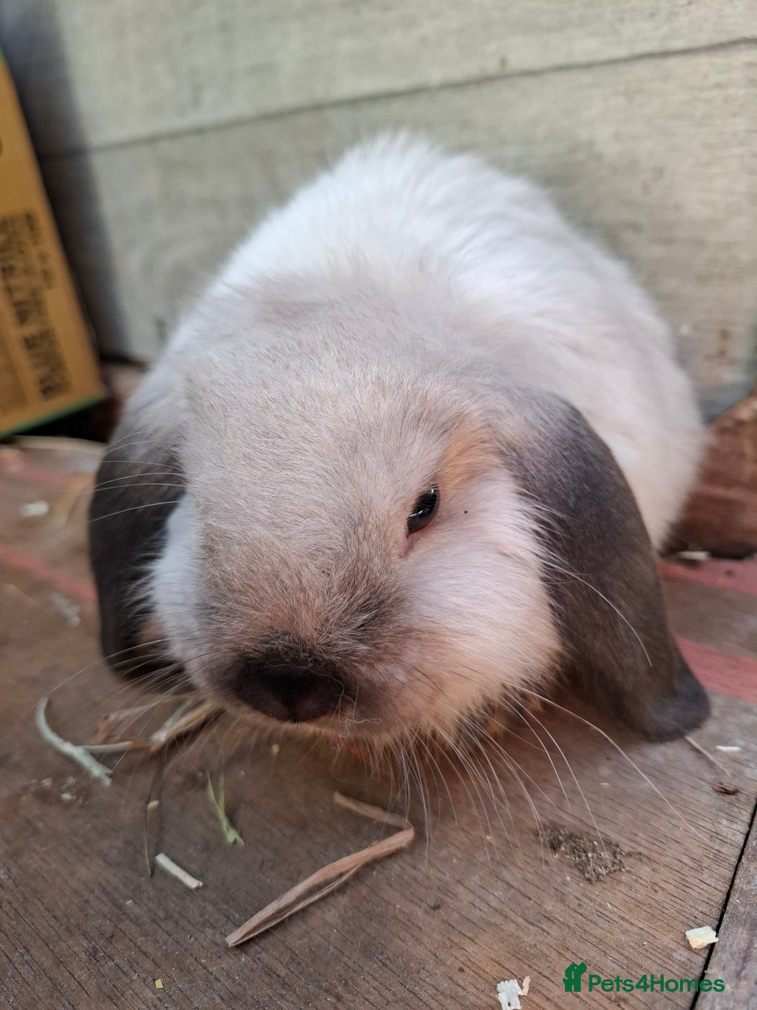 Mini Lop rabbits for sale: Mini Lops - Image 2