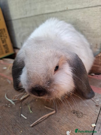 Mini Lop rabbits - Advert 14