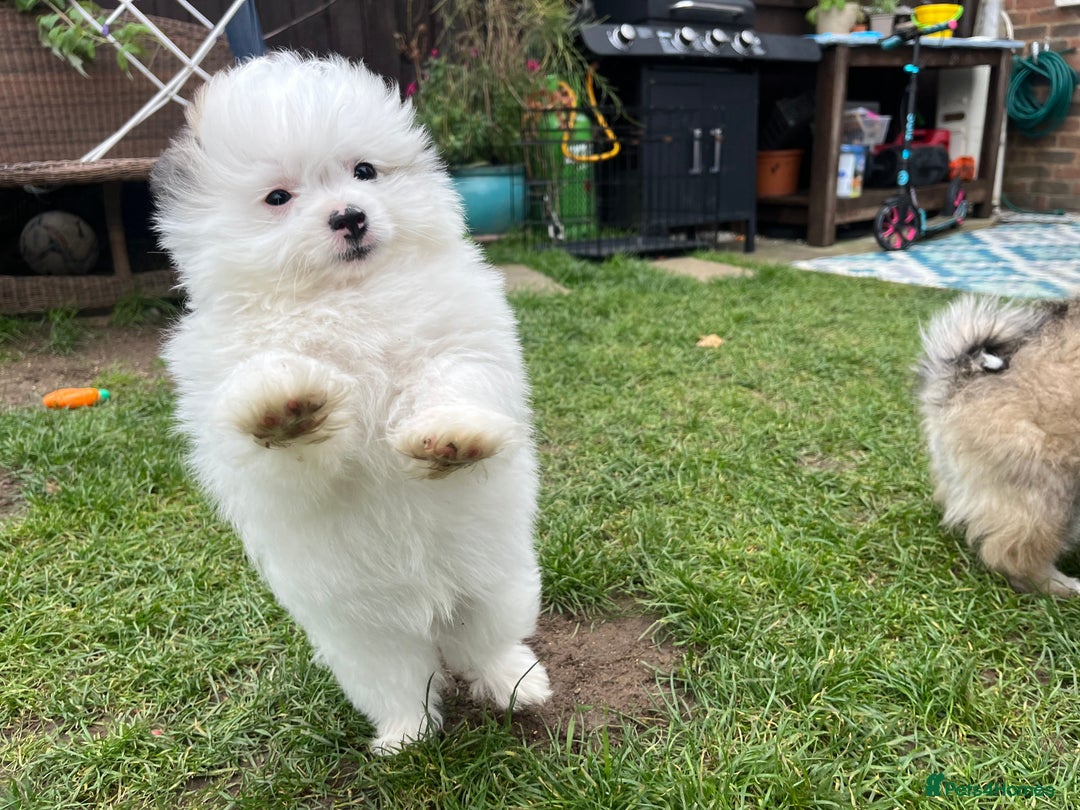 Mixed Breed dogs for sale: Maltipom  - Image 1