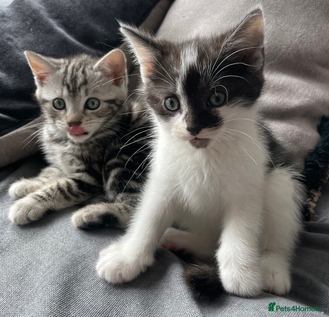American Shorthair cats for sale: Three beautiful Kittens  - Image 5