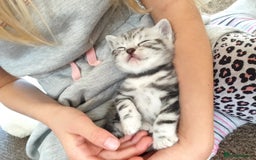 British Shorthair cats for sale: Your Furry Fantasy Awaits! - Image 14