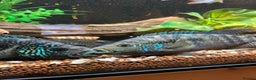 Cichlids fish for sale: 2 Female Jack Dempsey Cichlids - Advert 3