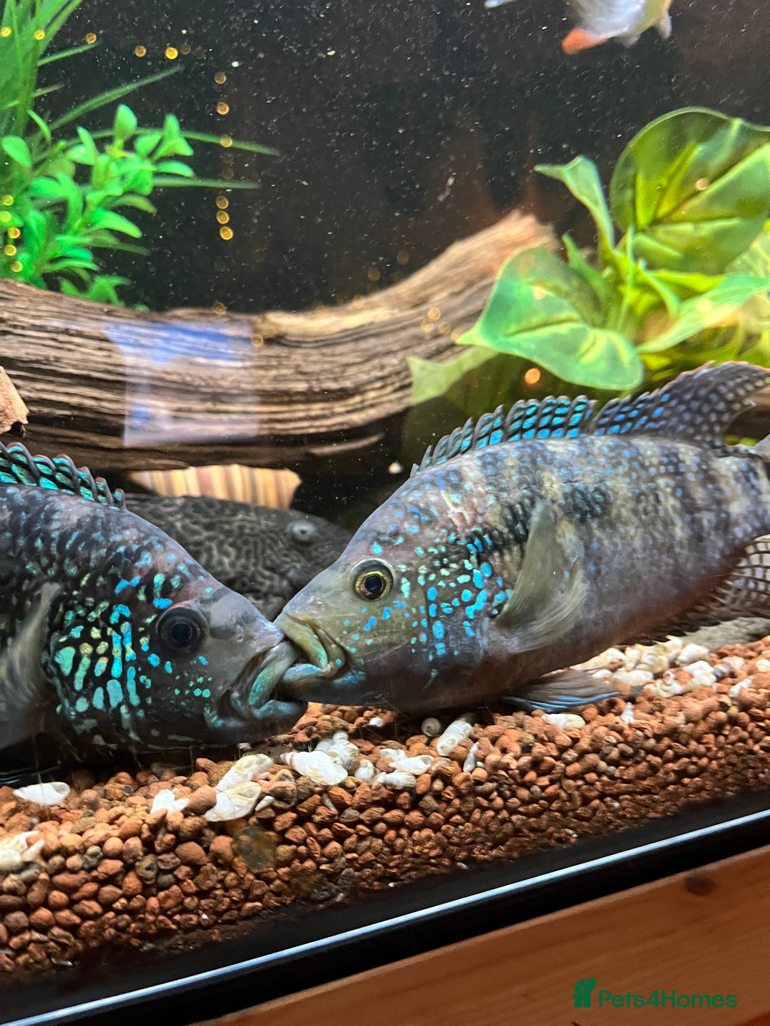 Cichlids fish for sale: 2 Female Jack Dempsey Cichlids - Advert 3