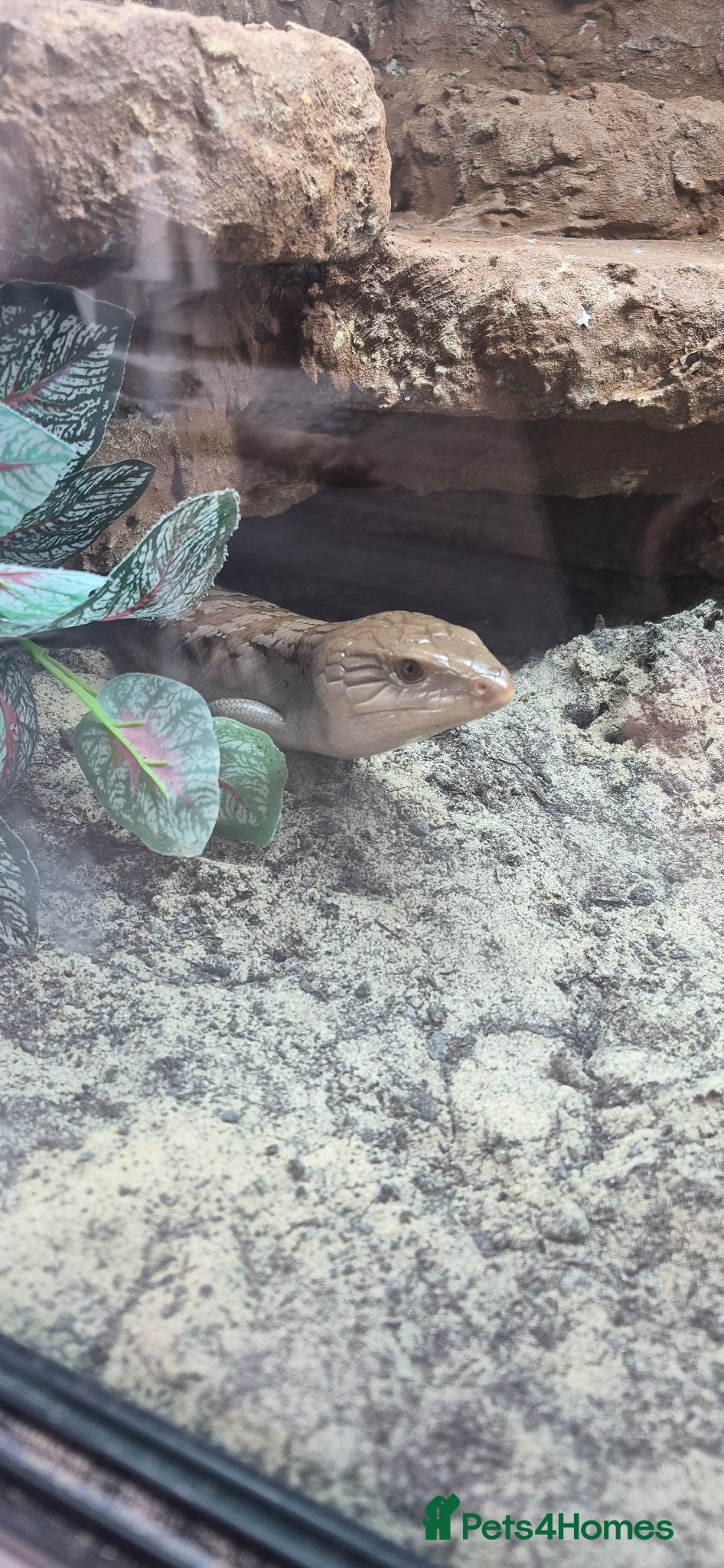Skink reptiles Full Setup + Northern Blue Tongue Skink - Advert 1
