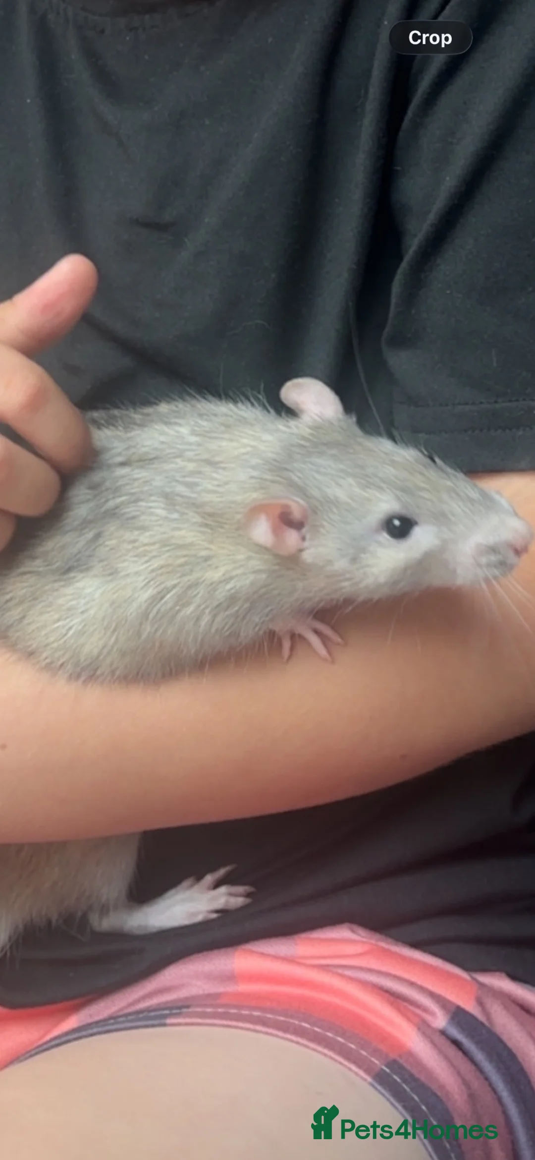 Rat rodents for sale: 3 male rats free to a good home - Advert 2