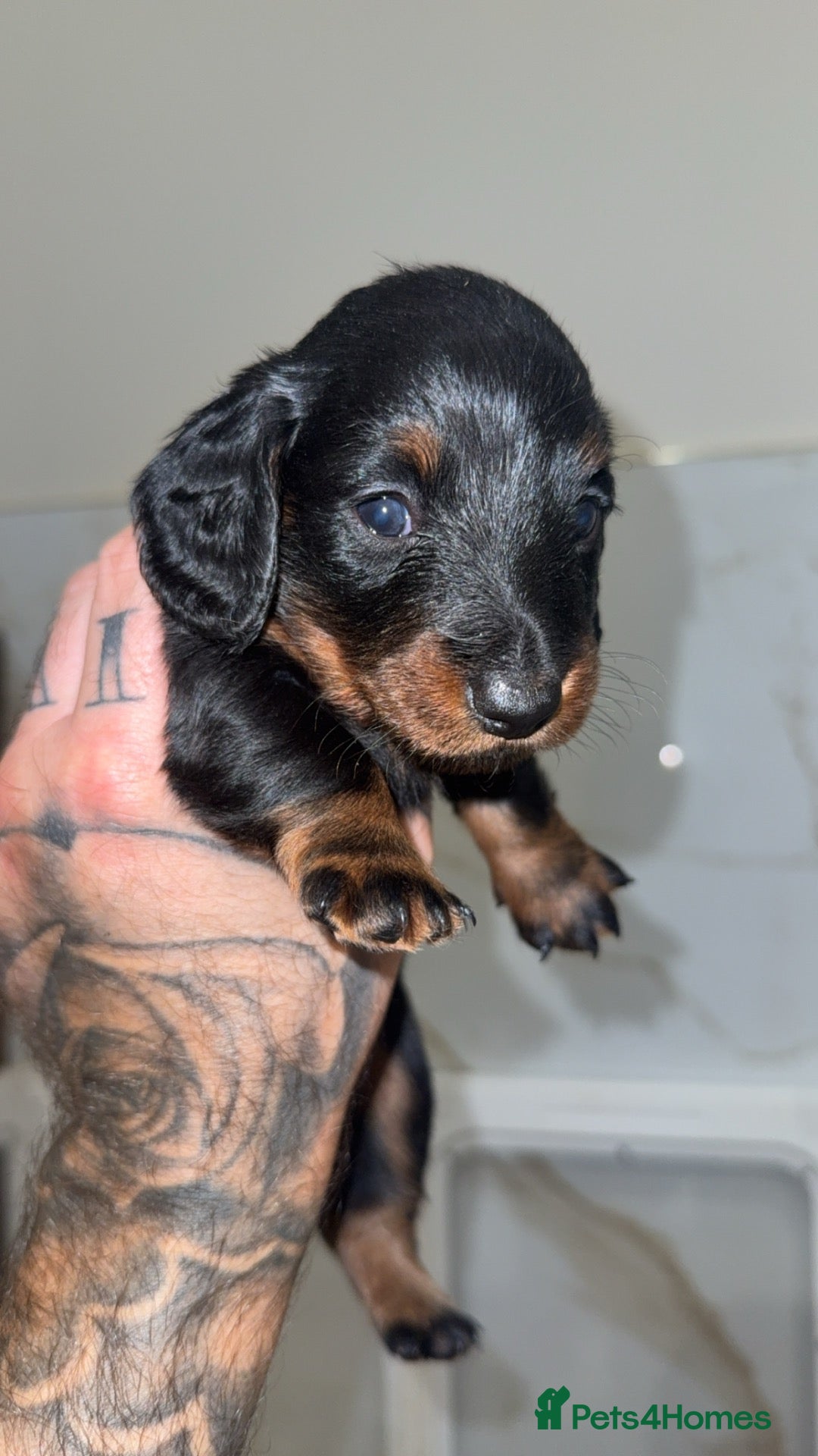 Miniature Dachshund dogs Long haired & Long haired carriers  - Advert 2