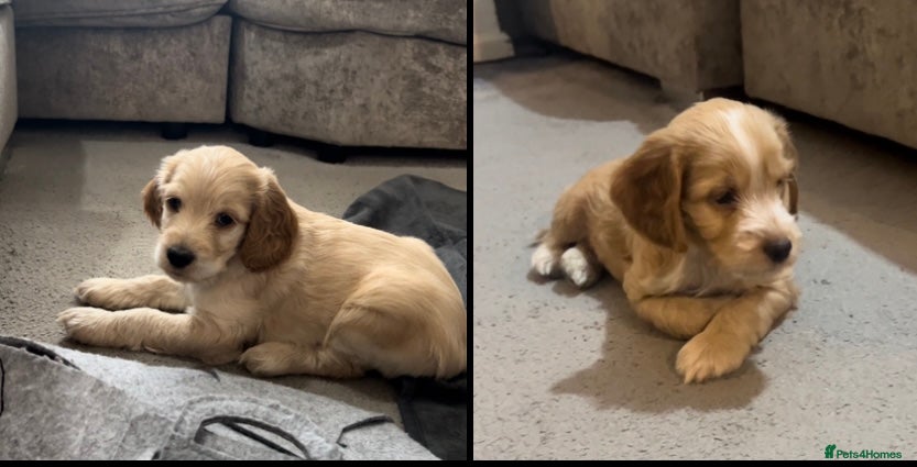 Cockapoo dogs F1b cockapoo puppies  - Advert 1