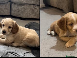 Cockapoo dogs F1b cockapoo puppies - Advert 3