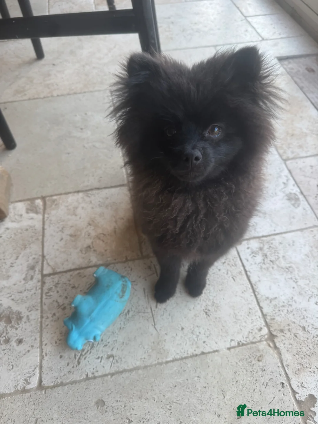 Pomeranian dogs for sale: 6 month old Pomeranian boy in Blandford Forum - Advert 1