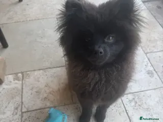 Pomeranian dogs 6 month old Pomeranian boy - Advert 1