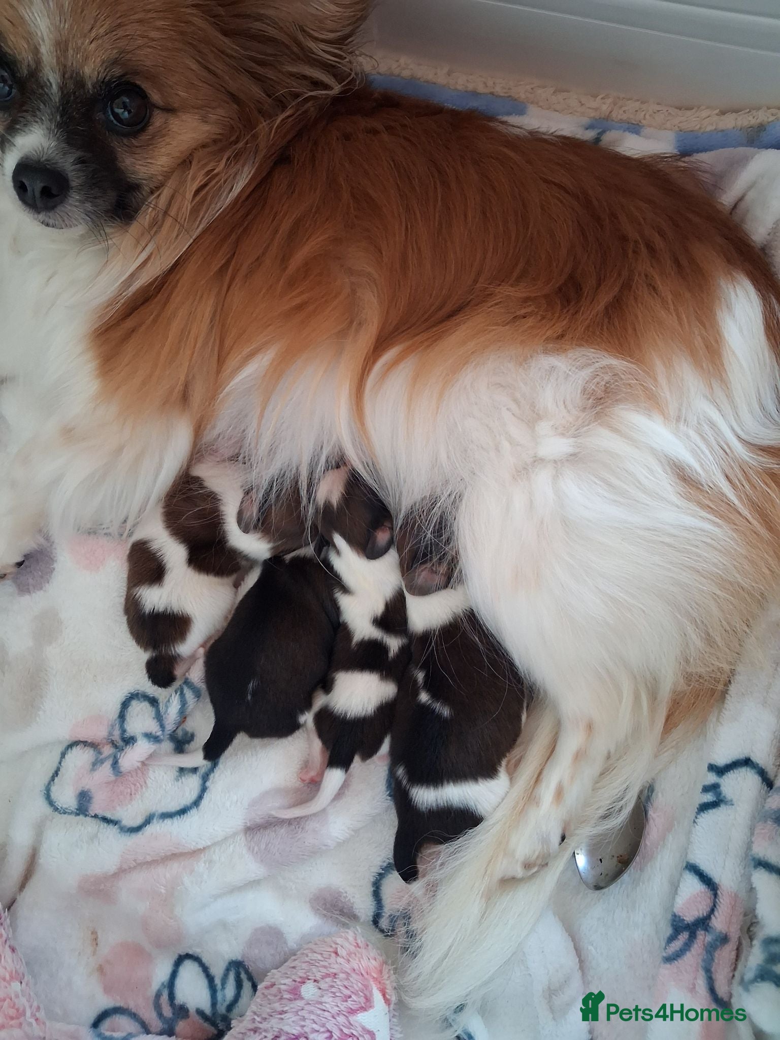 Papillon dogs Fully Health Tested Papillon Puppies for Sale - Advert 8