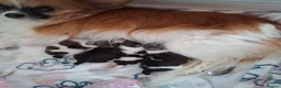 Papillon dogs for sale: Fully Health Tested Papillon Puppies for Sale in Birkenhead - Advert 1