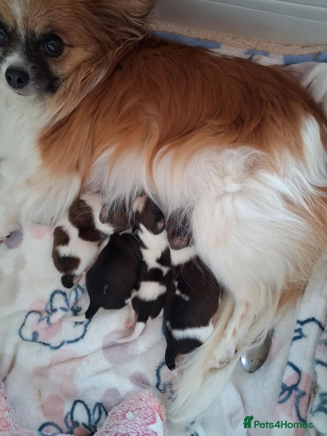 Papillon dogs for sale: Fully Health Tested Papillon Puppies for Sale in Birkenhead - Advert 1