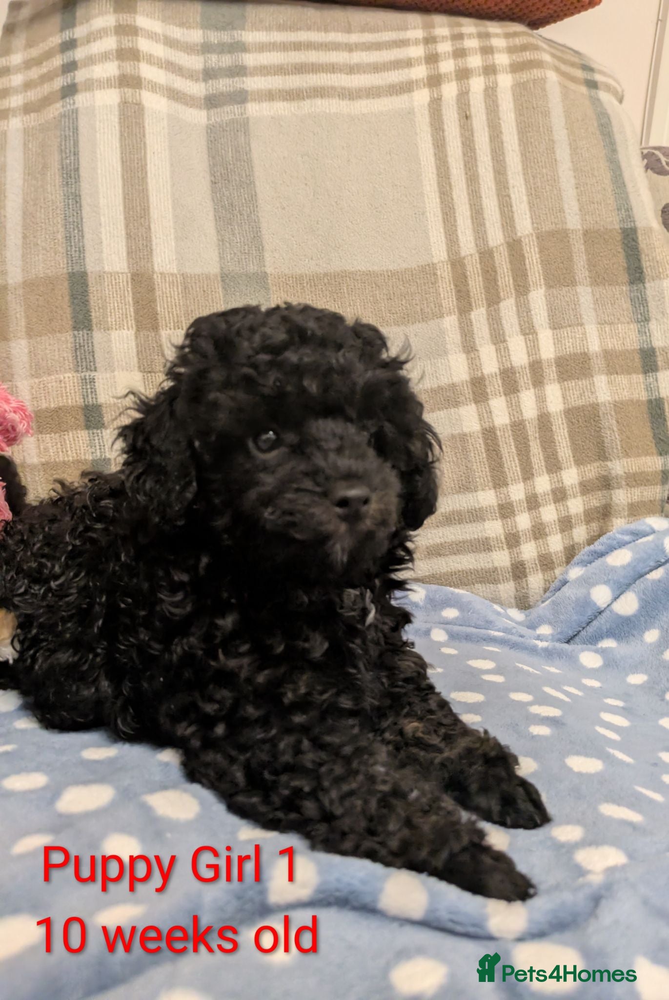 Toy Poodle dogs Toy poodlegirls KC , fully vac 10 weeks old  - Advert 10