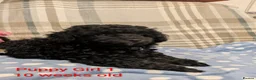 Toy Poodle dogs for sale: Toy poodle girls KC , fully vac 12 weeks old  - Advert 11
