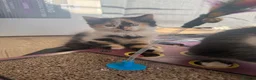 Domestic Shorthair cats for sale: 4 Domestic Shorthair Kittens   - Advert 7