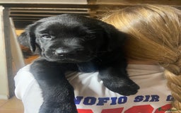 Labrador Retriever dogs for sale: 10 Beautiful black Labrador puppies - Image 28