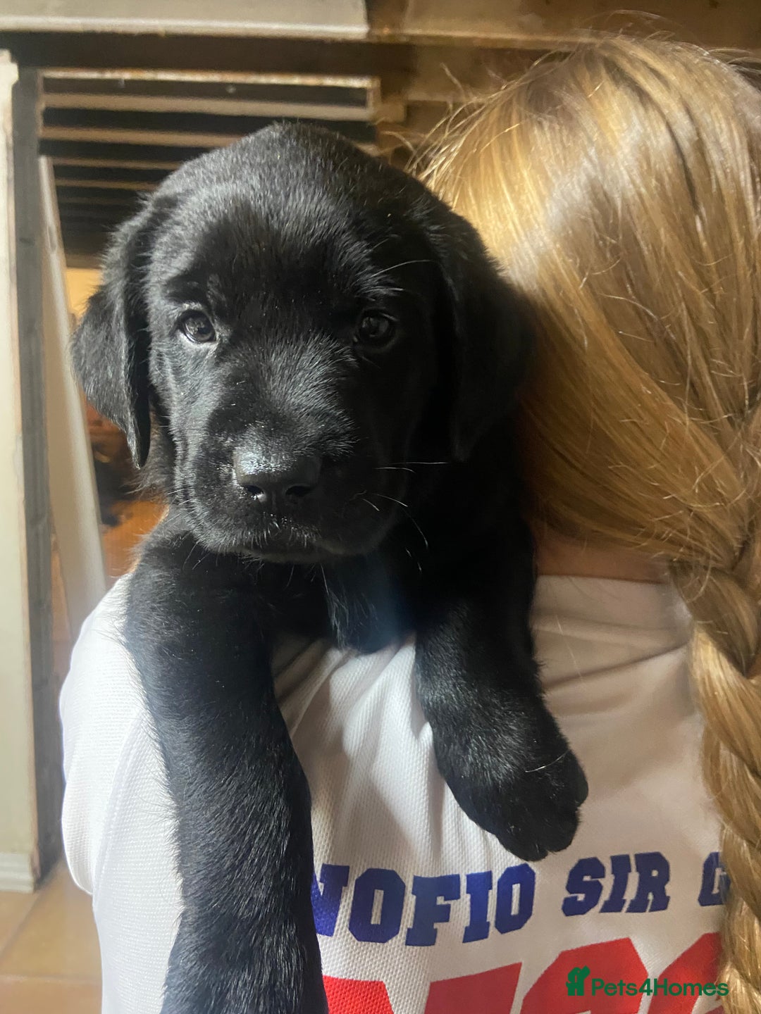 Labrador Retriever dogs for sale: 10 Beautiful black Labrador puppies - Image 28