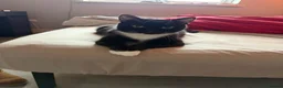 Mixed Breed cats for sale: 2 Bonded Female Cats, Koko and Star - Advert 2