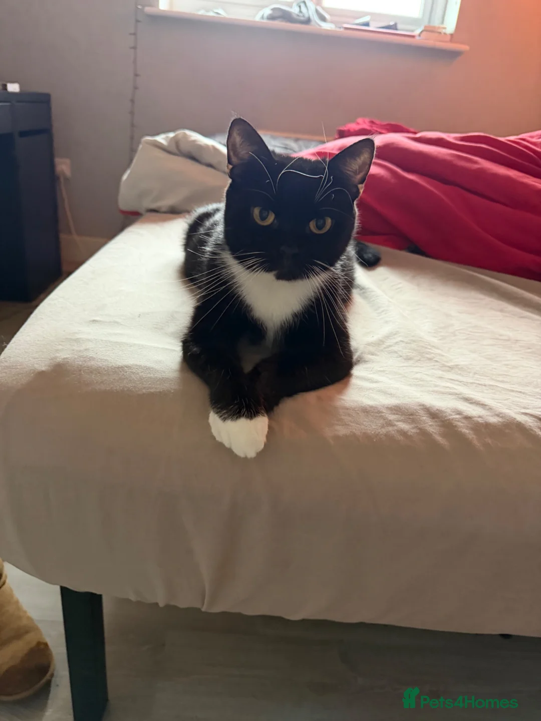 Mixed Breed cats for sale: 2 Bonded Female Cats, Koko and Star - Advert 2