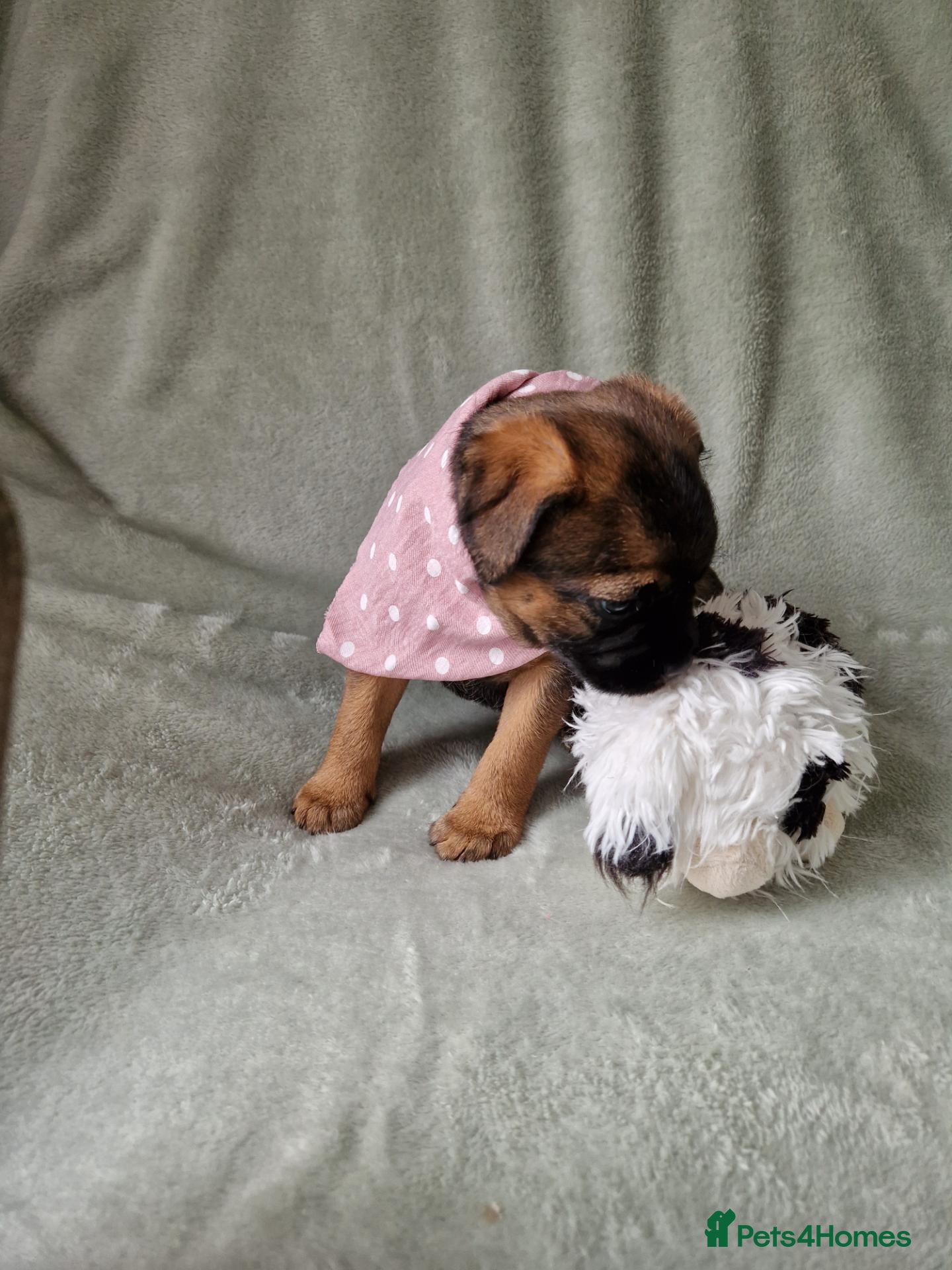 Border Terrier dogs Absolutely stunning border terrier pups slem clear - Advert 1