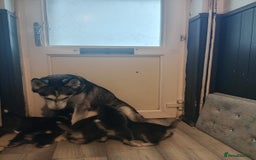 Siberian Husky dogs for sale: Husky pups for sale - Image 7