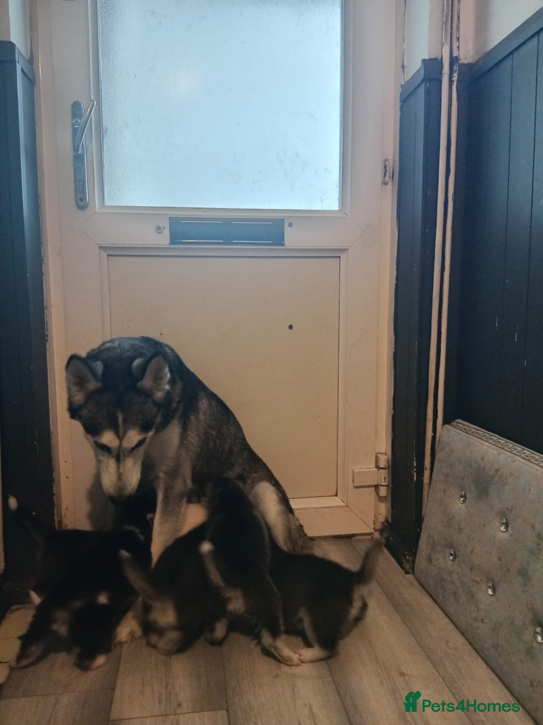 Siberian Husky dogs for sale: Husky pups for sale - Image 7