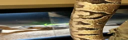 Python Snake reptiles for sale: Royal python  - Advert 2