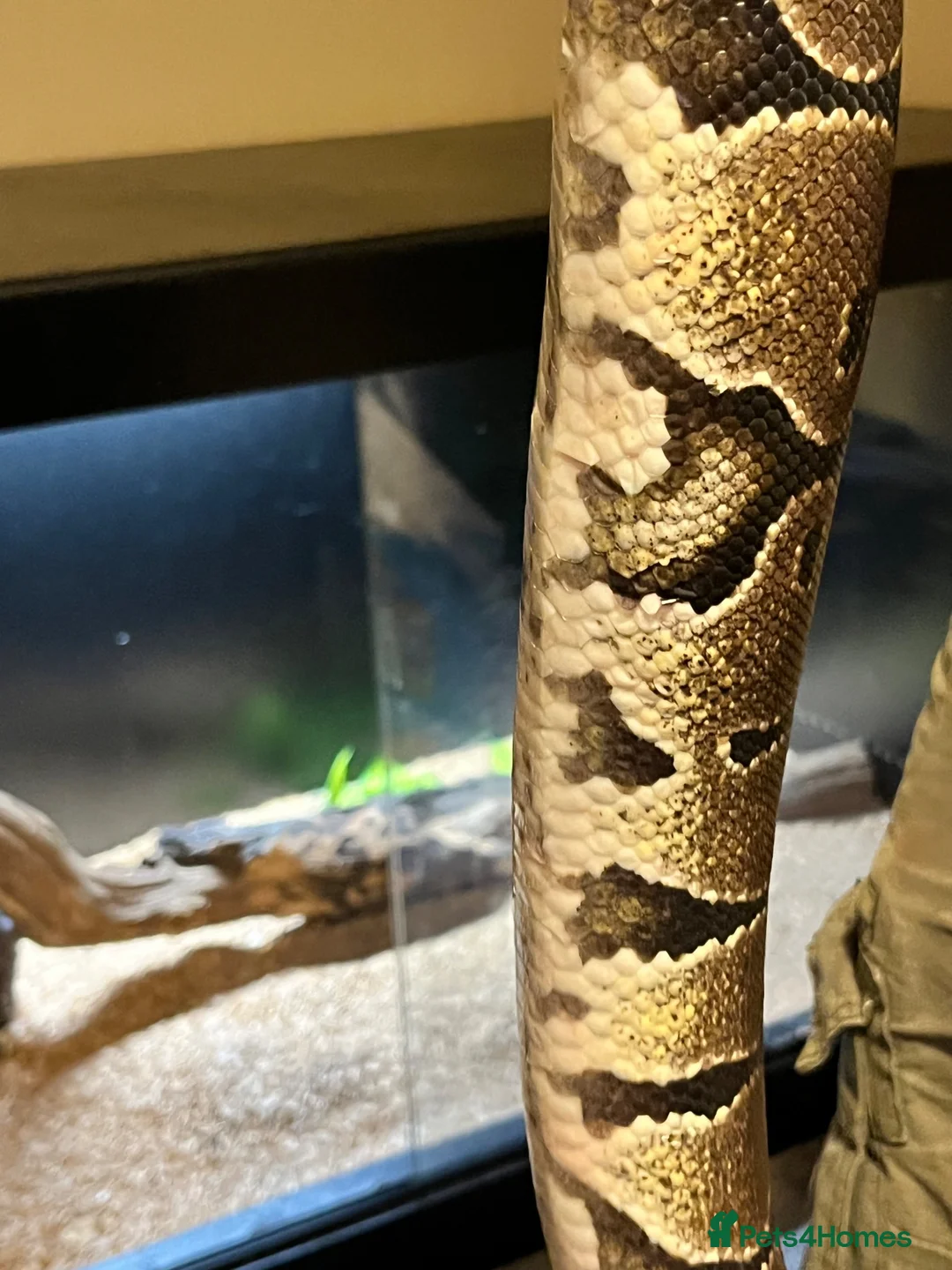 Python Snake reptiles for sale: Royal python  - Advert 2