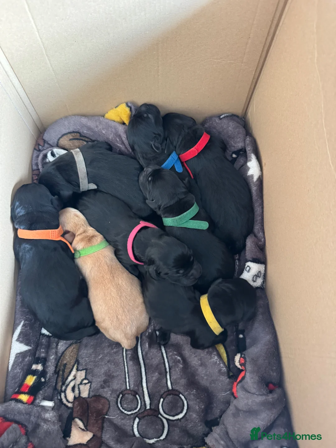 Labrador Retriever dogs for sale: KC Registered black Labrador puppies - Advert 10