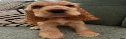 Cocker Spaniel dogs for sale: Golden cocker spaniel - show type  - Advert 3