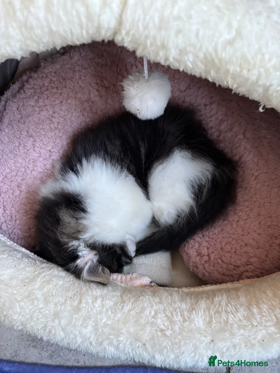 British Longhair cats for sale: Adorable female kitten for sale  - Advert 1