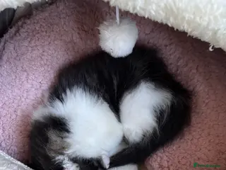 British Longhair cats Adorable female kitten for sale - Advert 2