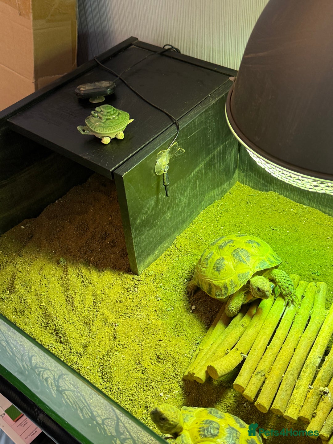 Tortoise reptiles for sale: 2x Female horsefield tortoise   - Image 4