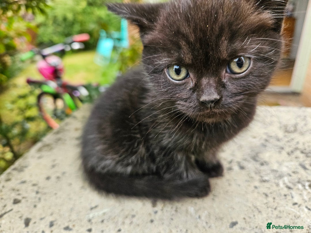 British Shorthair cats for sale: 4 lovely kittens - Image 26
