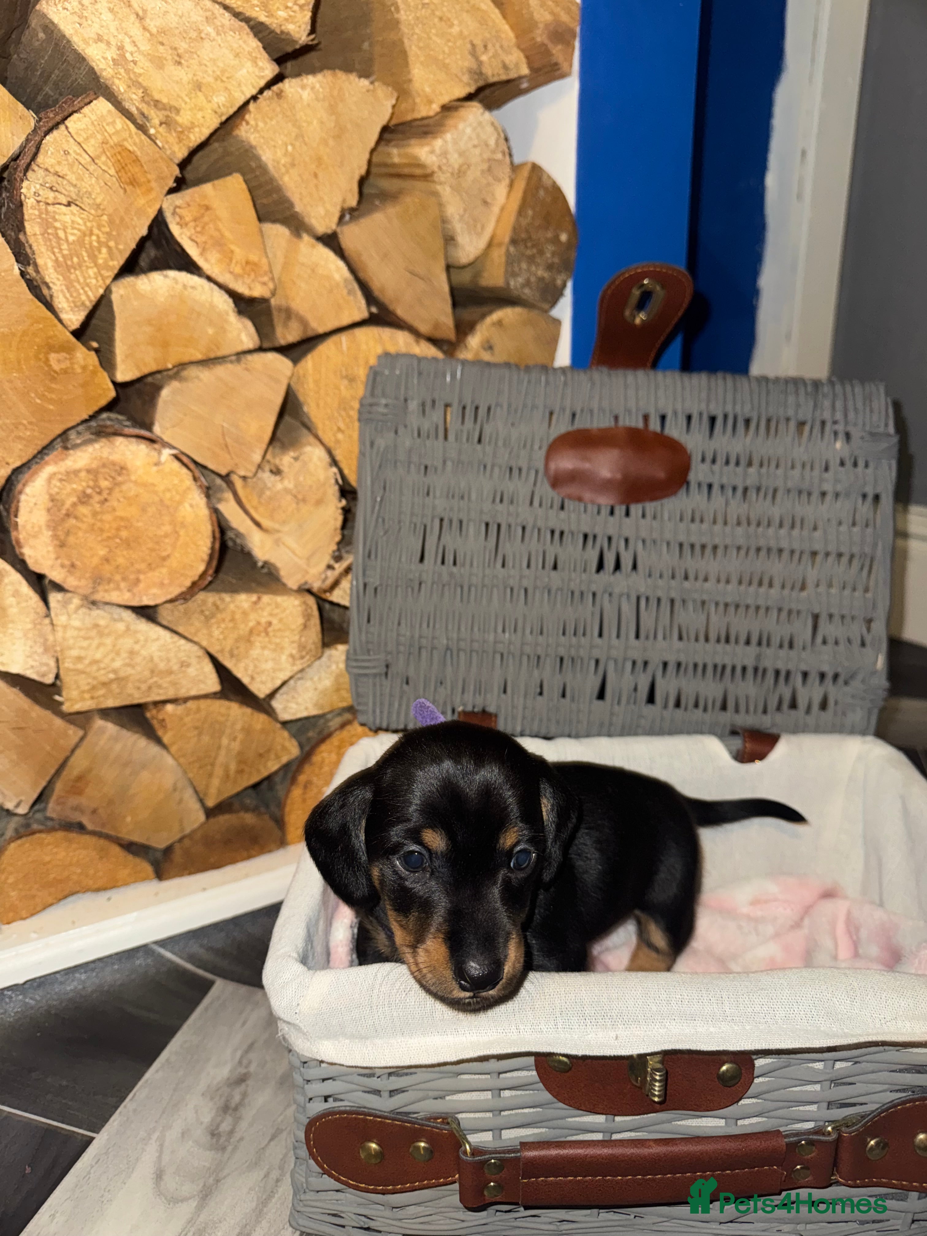 Dachshund dogs 4 miniatureDachshunds - Advert 16