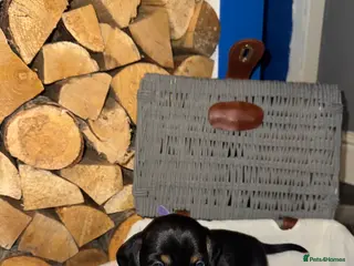 Dachshund dogs 4 miniatureDachshunds - Advert 16